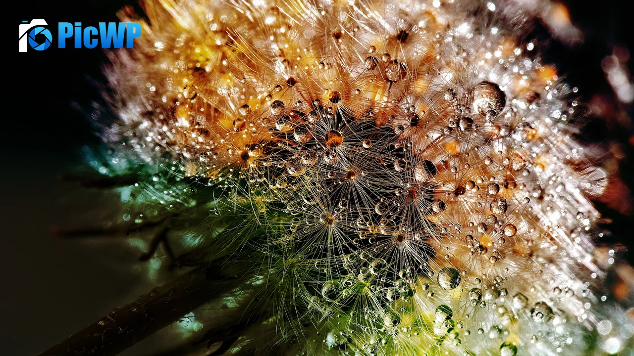 Dandelion flowers Closeup 4K PC Wallpaper