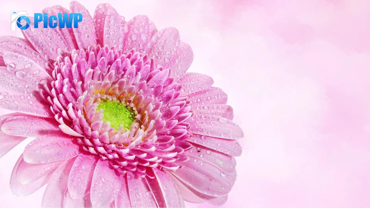Gerbera Daisy Pink flower 4K PC Wallpaper