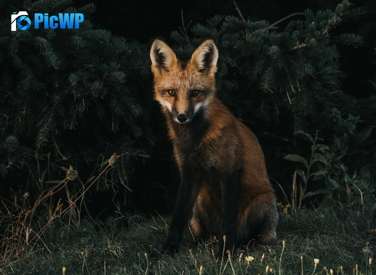 Brown Fox Green Grass 4K PC Wallpaper