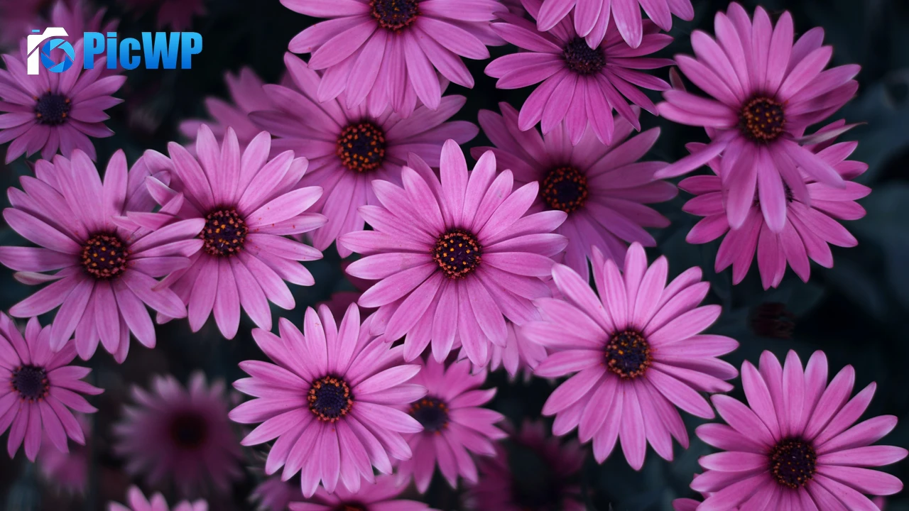 Pink Daisies Spring 4K PC Wallpaper