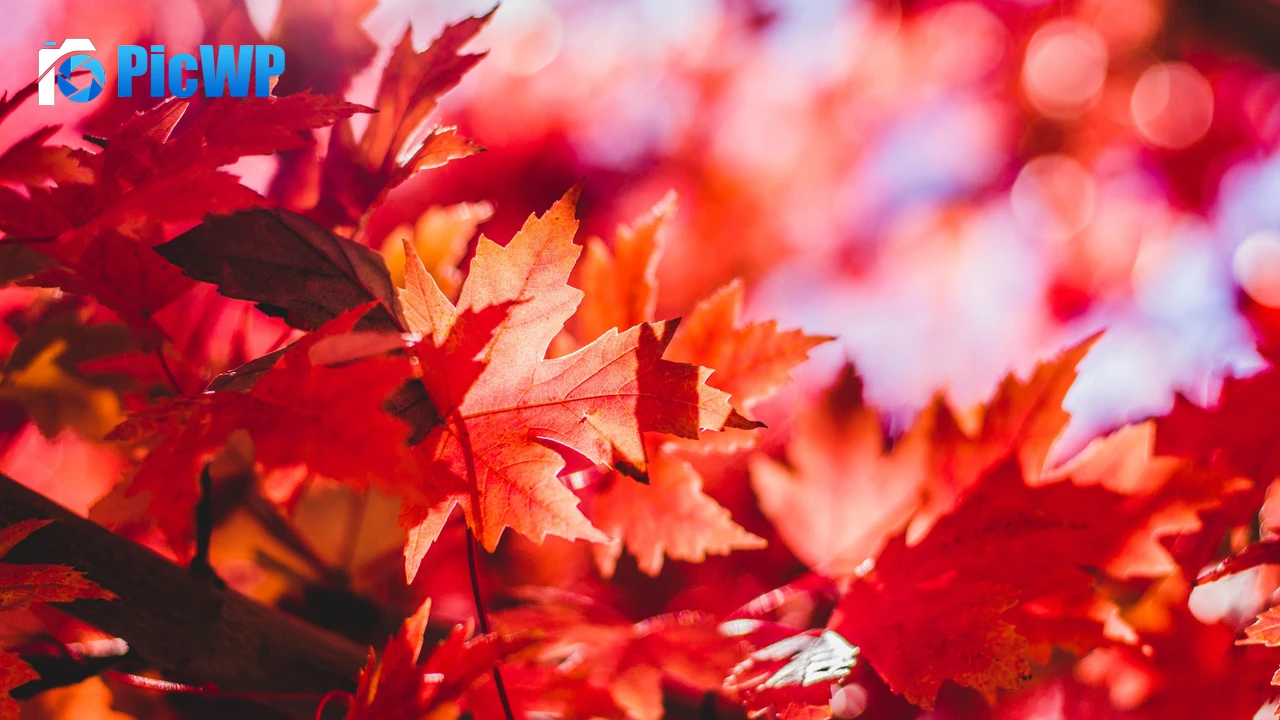 Maple leaves Red leaves 4K PC Wallpaper