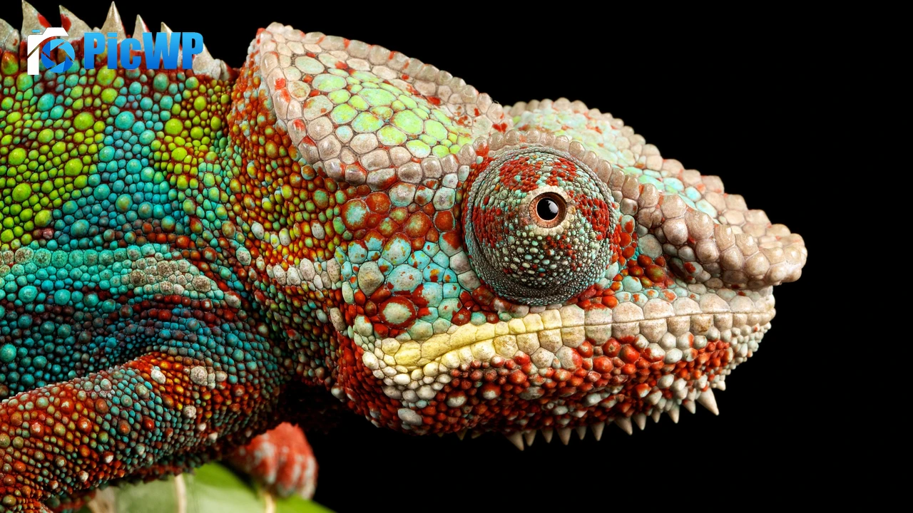Chameleon Lizard 4K PC Wallpaper