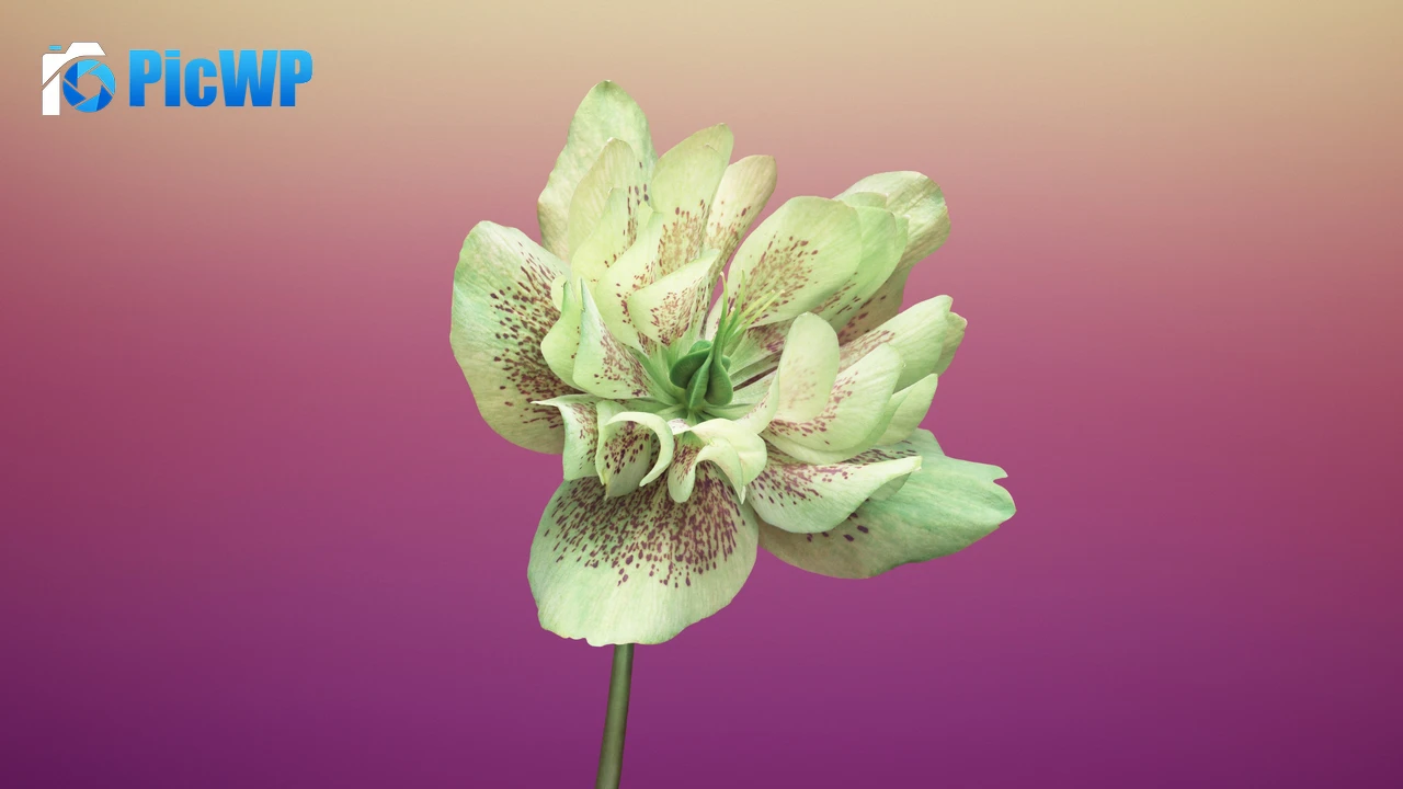 Floral Gradient background 4K PC Wallpaper