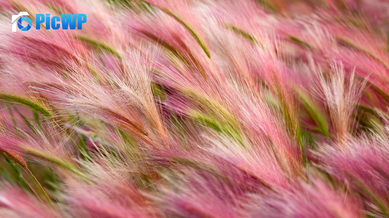 Foxtail Barley Aesthetic 4K PC Wallpaper