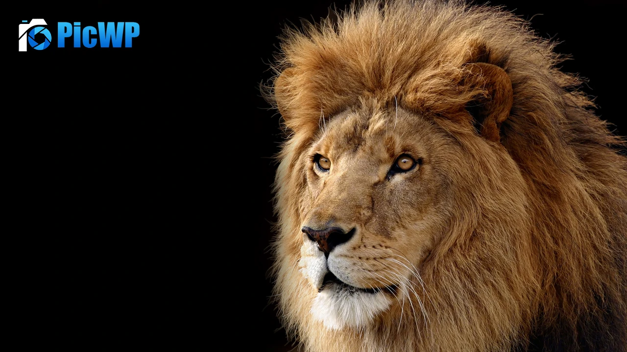 Mac OS X Lion Lion 4K PC Wallpaper