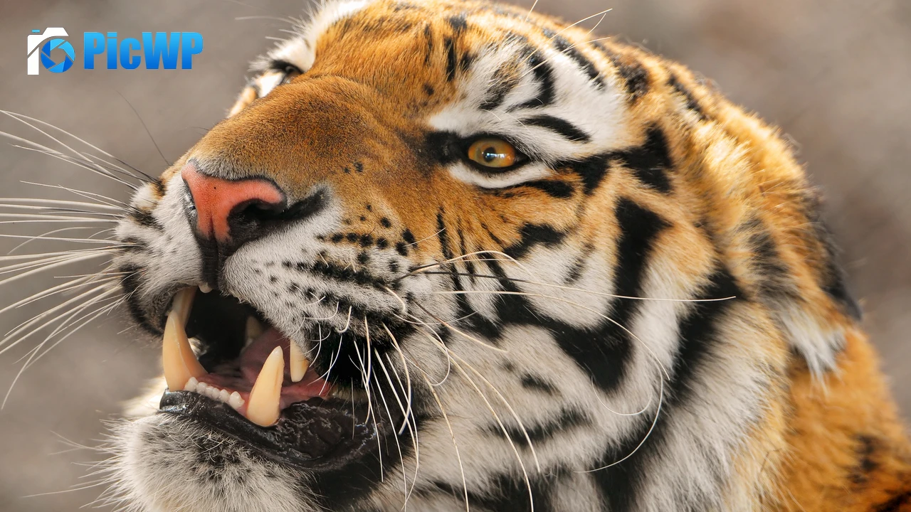 Amur tiger Siberian tiger 4K PC Wallpaper