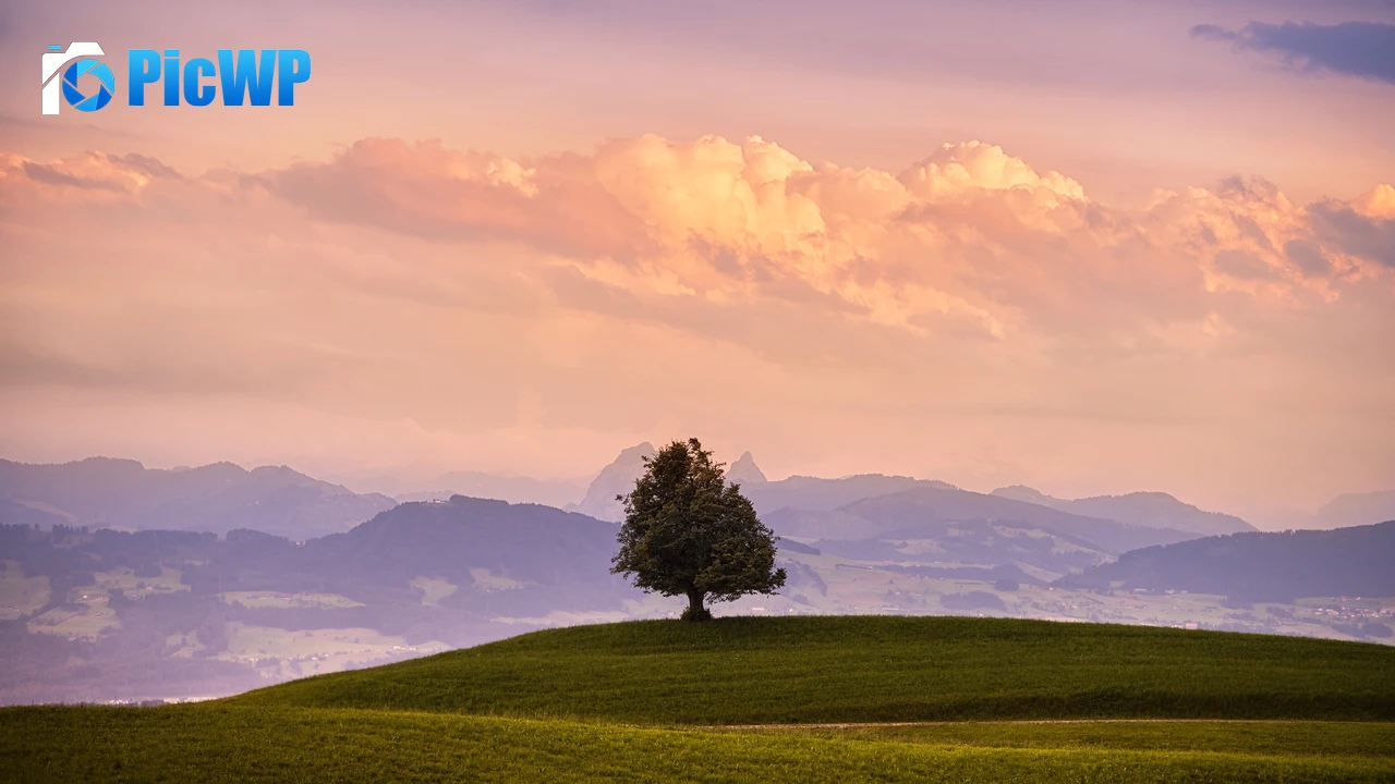 Solitude Tree Green Meadow 4K PC Wallpaper
