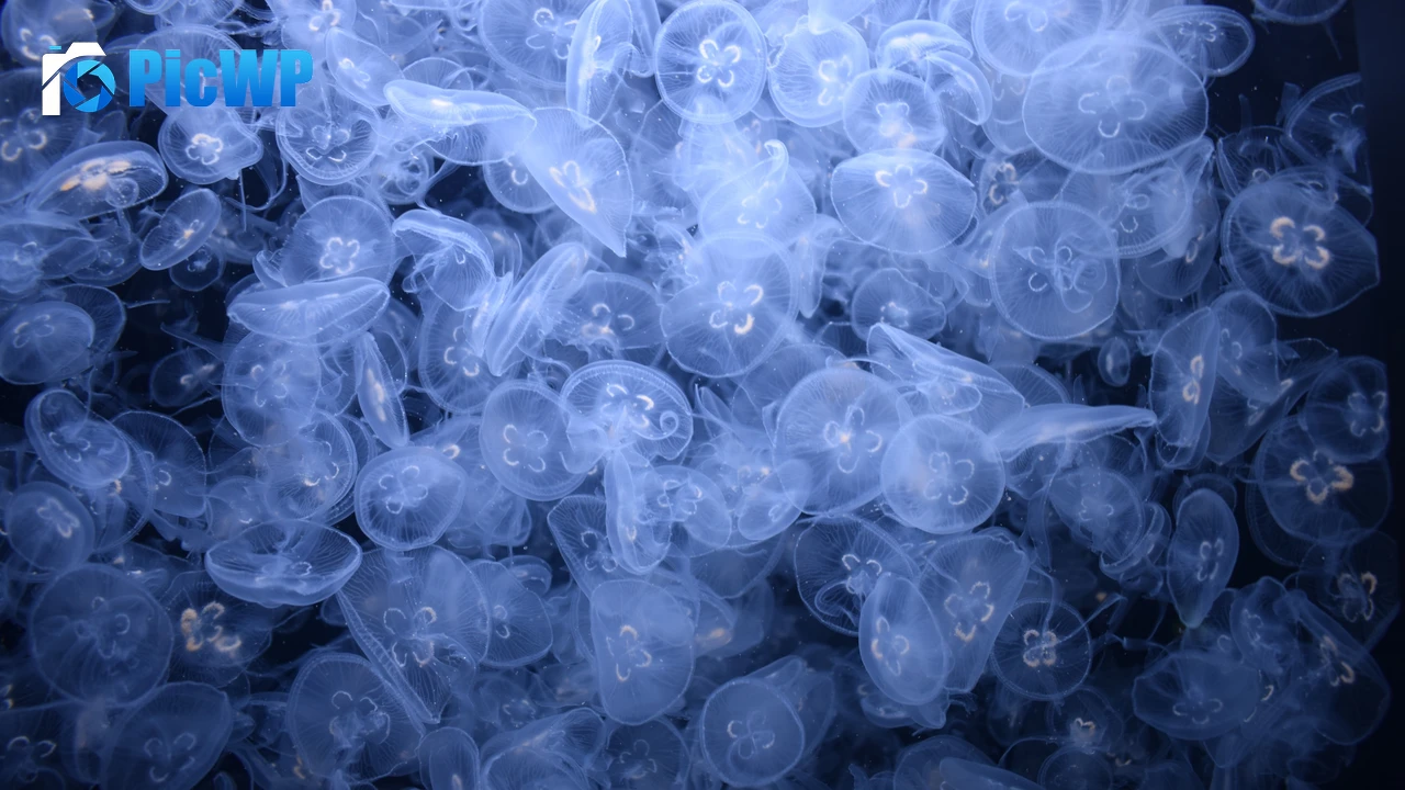 Jellyfishes Sea Life 4K PC Wallpaper