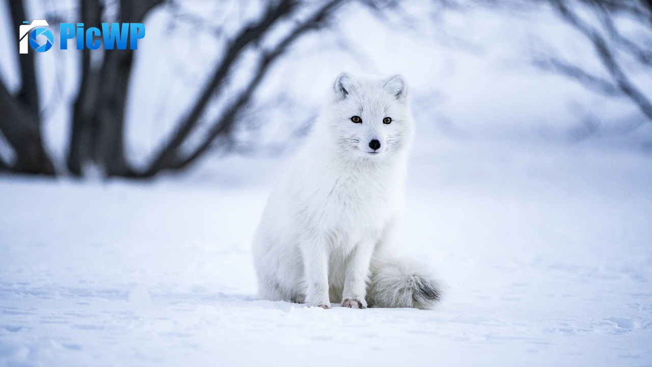 Arctic fox White wolf 4K PC Wallpaper