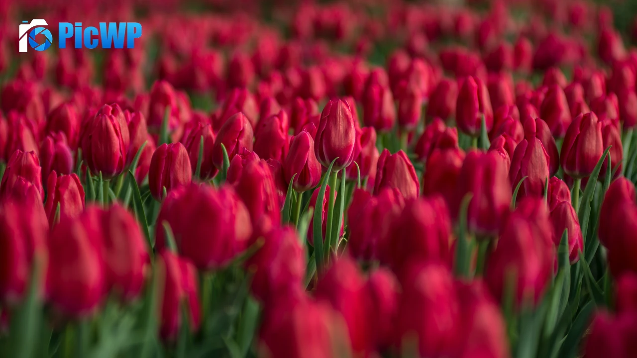 Red Tulips Tulips field 4K PC Wallpaper