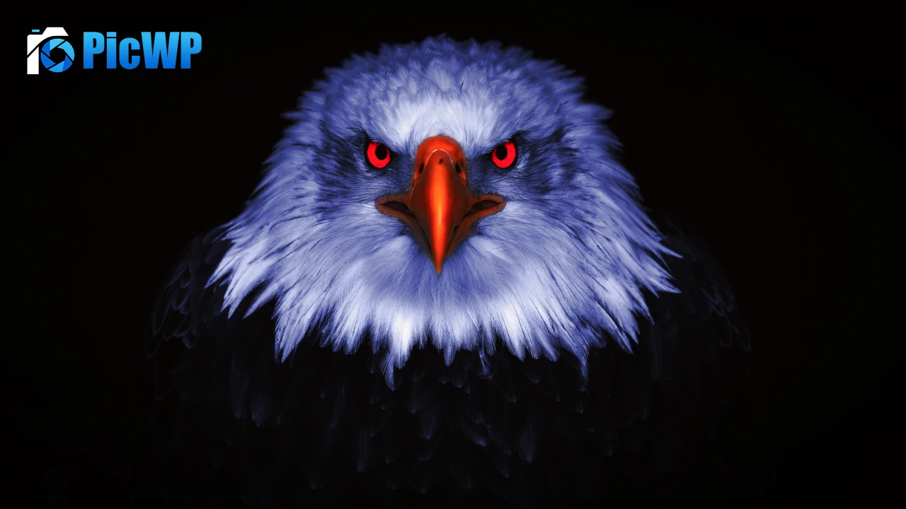 Eagle Bird of prey 4K PC Wallpaper