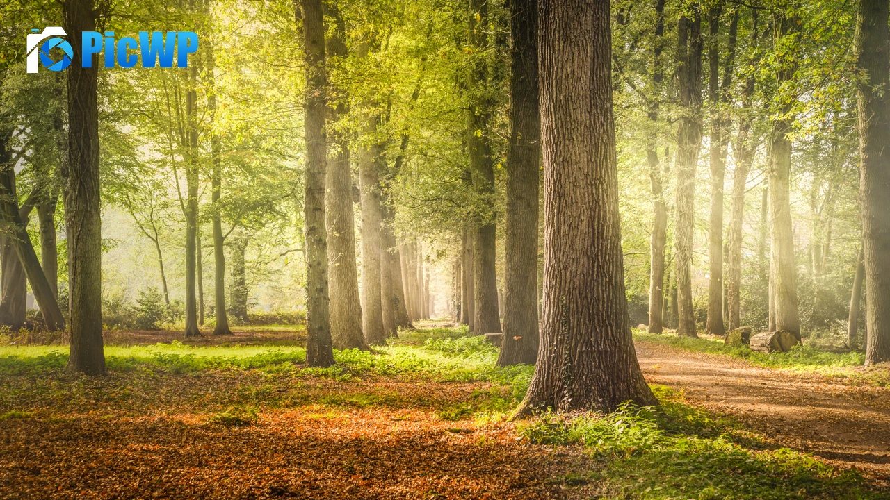 Woodland Forest Trees 4K PC Wallpaper