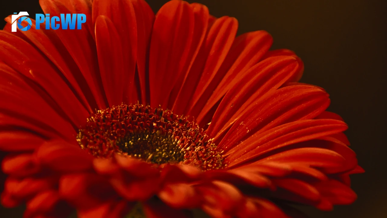 Gerbera Daisy Red flower 4K PC Wallpaper