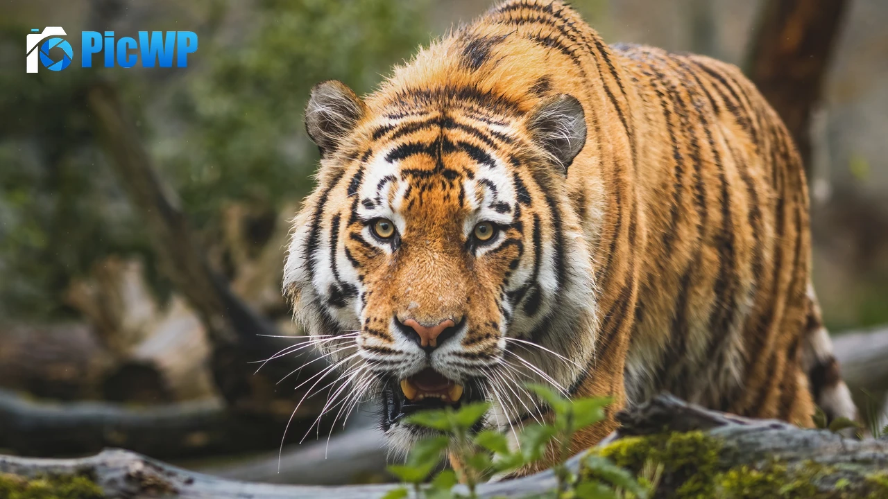 Bengal Tiger Big cat 4K PC Wallpaper