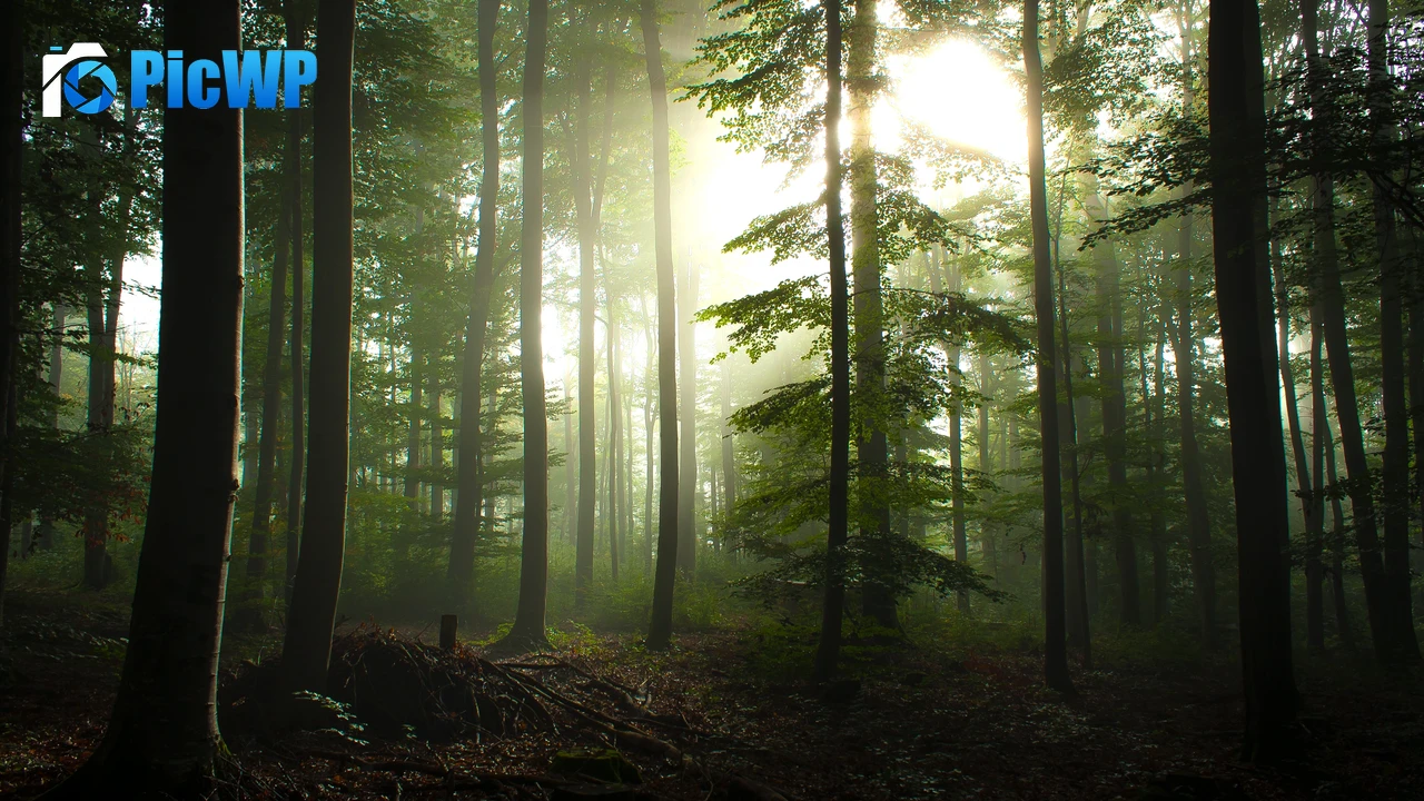 Forest Trees Early Morning 4K PC Wallpaper