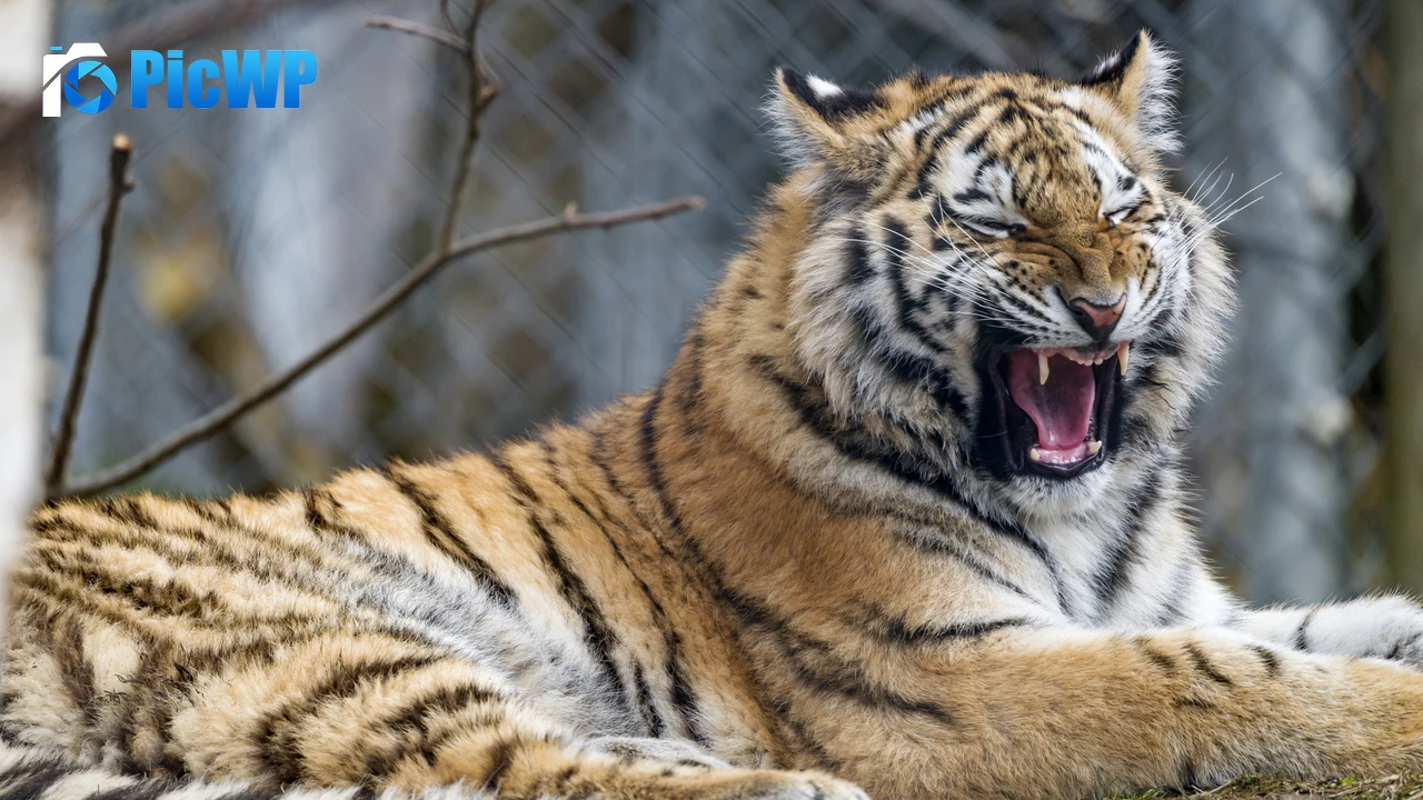 Young tigress Yawning 4K PC Wallpaper