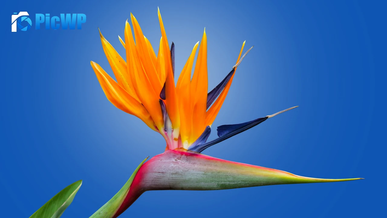 Bird of paradise flower Crane Flower 4K PC Wallpaper