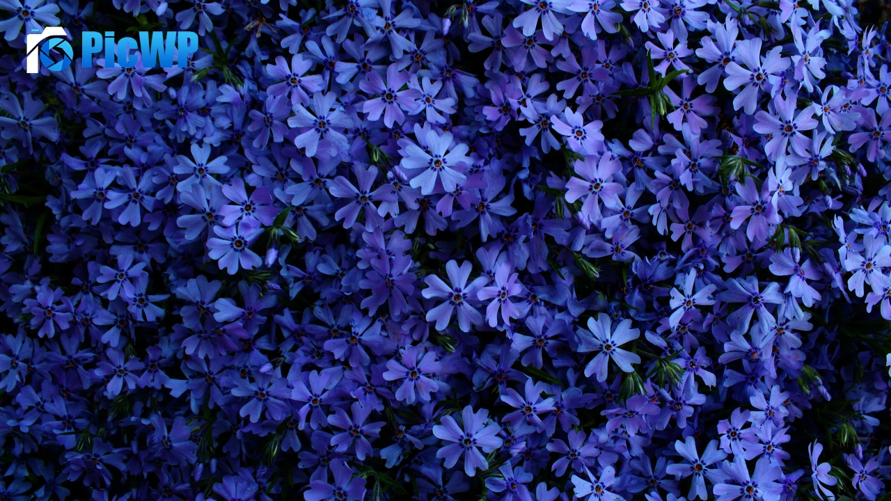 Blue flowers 4K PC Wallpaper