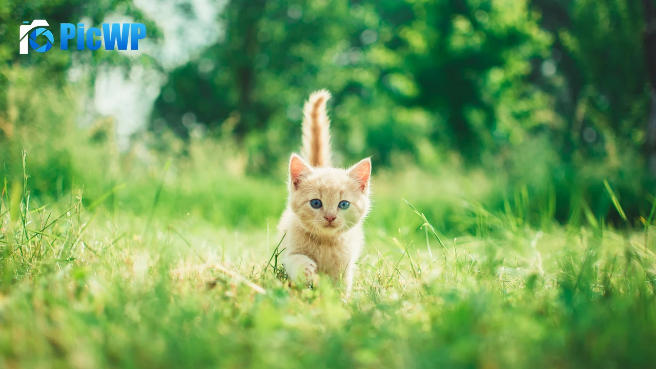 Kitten Cute Kitten 4K PC Wallpaper