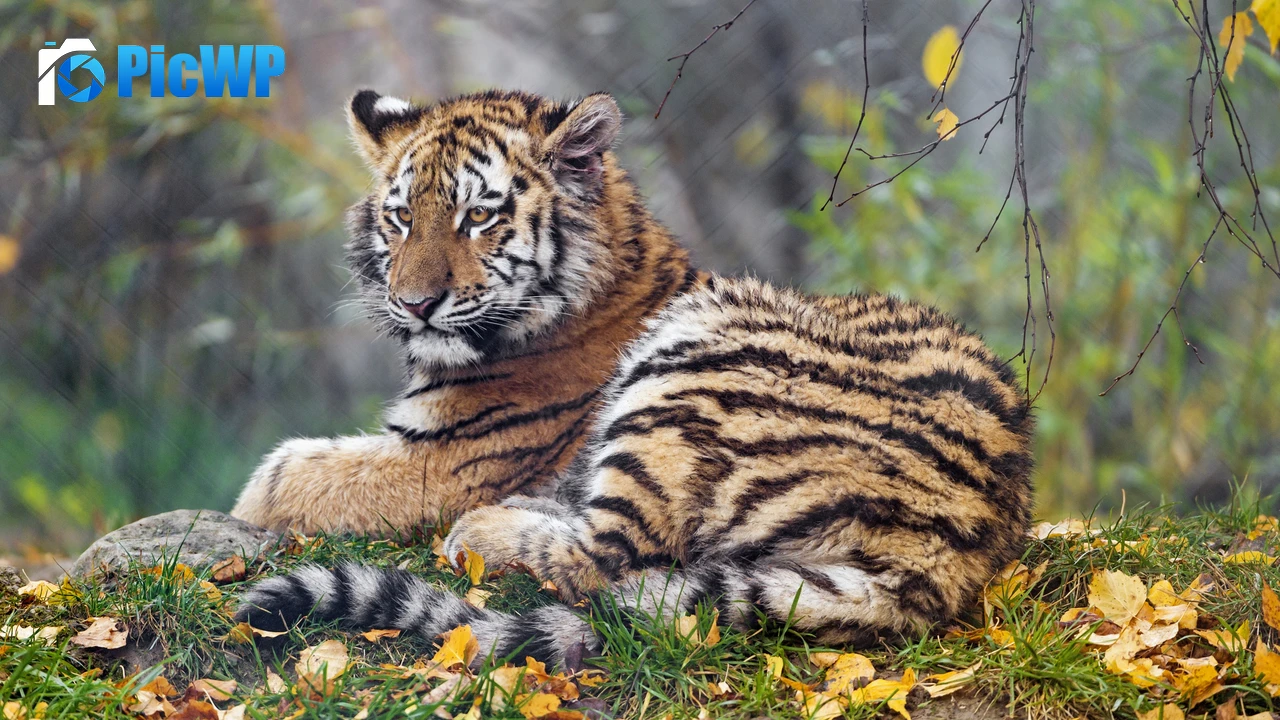 Young tigress Autumn leaves 4K PC Wallpaper