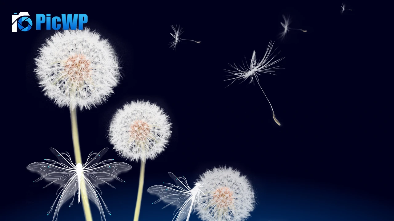 Dandelion flowers Dandelion seeds 4K PC Wallpaper