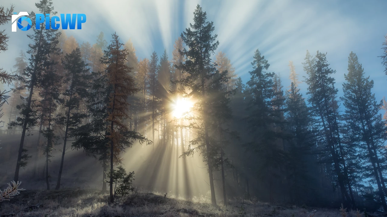 Foggy sunset Forest 4K PC Wallpaper