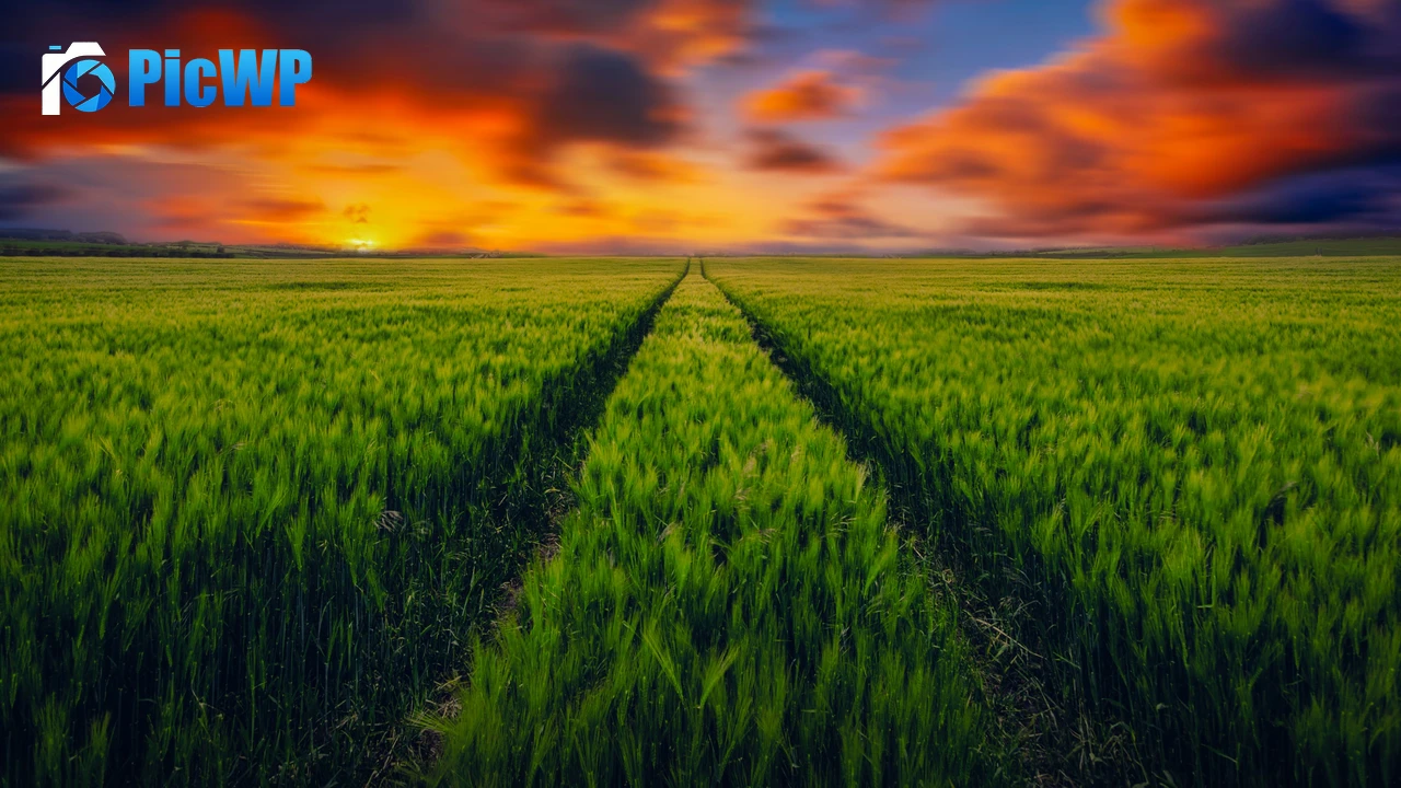 Grass field Green Grass 4K PC Wallpaper