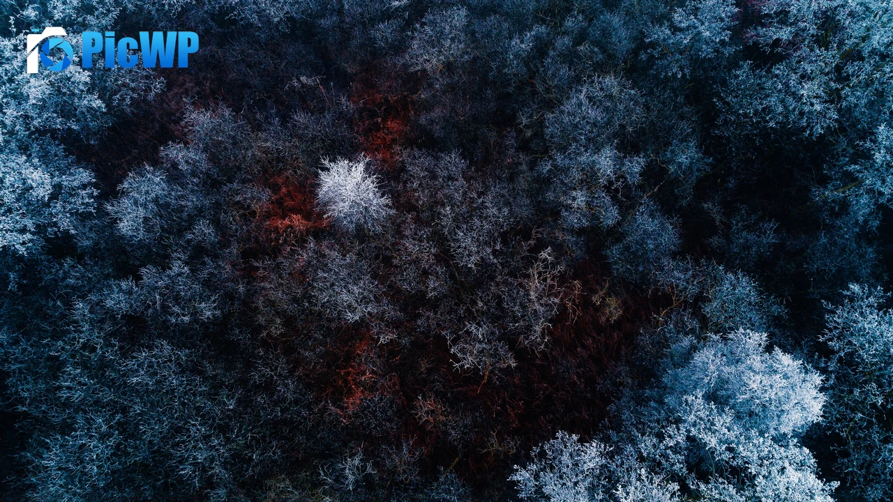 Winter forest Aerial view 4K PC Wallpaper