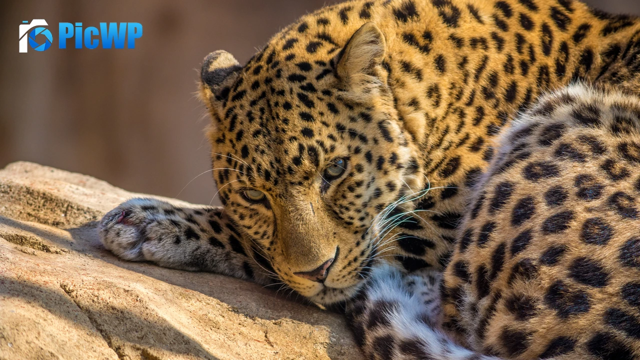 Leopard 4K PC Wallpaper