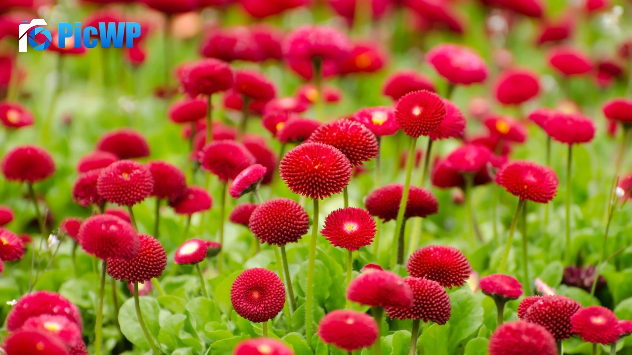 Red flowers Blossom 4K PC Wallpaper