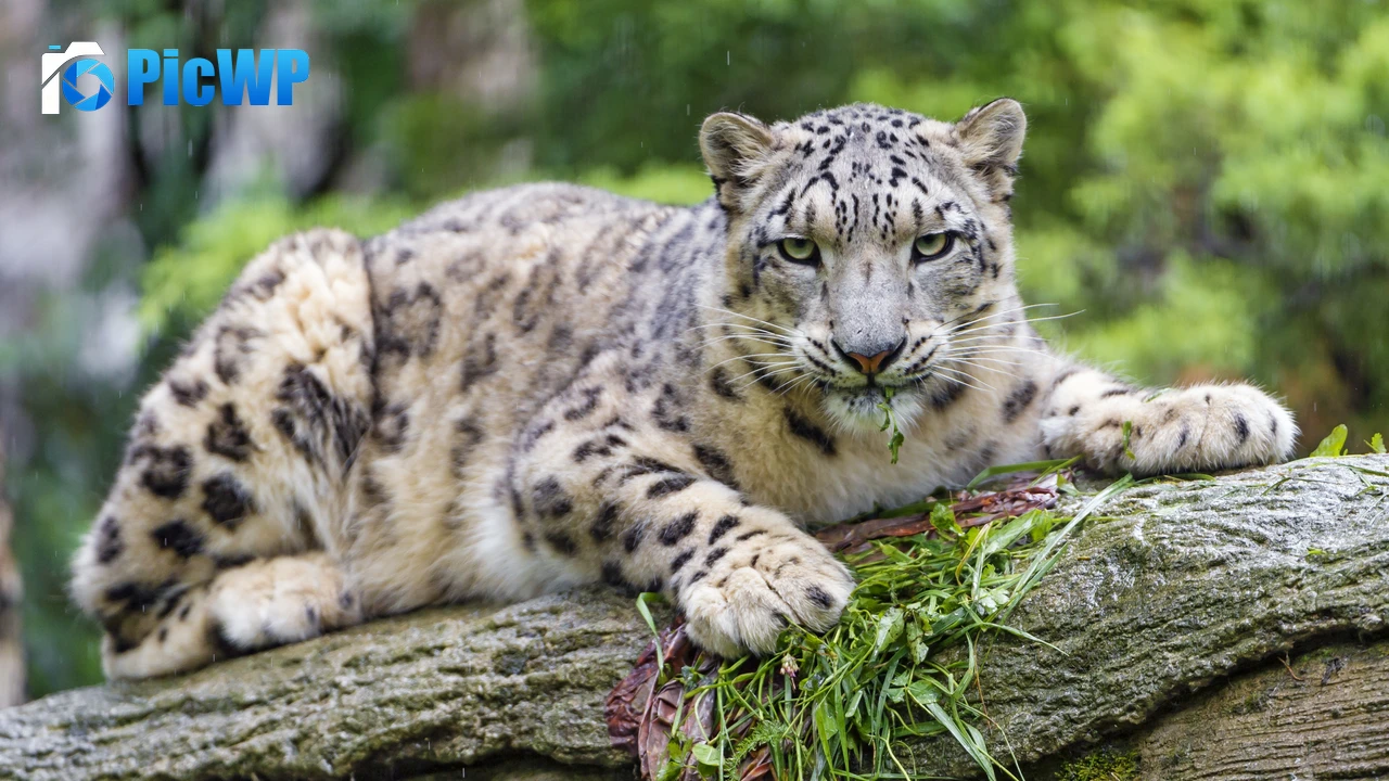 Snow leopard Wild Cat 4K PC Wallpaper