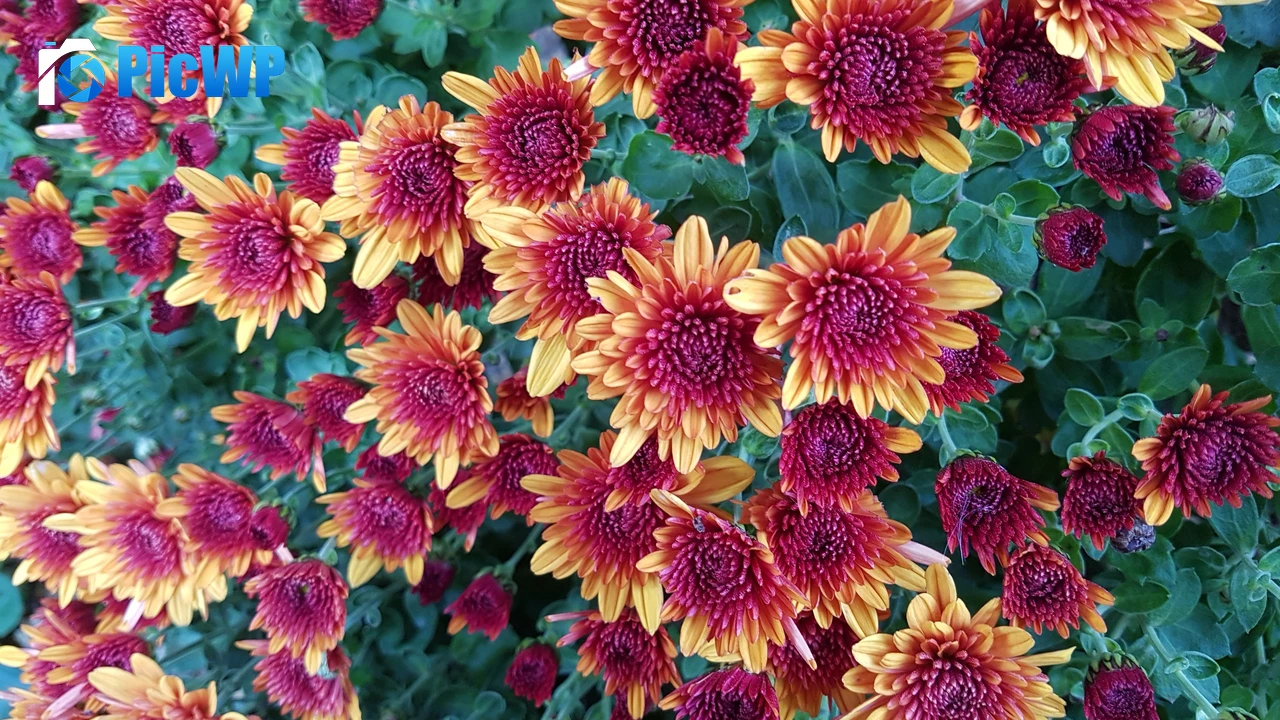 Chrysanthemum flowers Yellow 4K PC Wallpaper