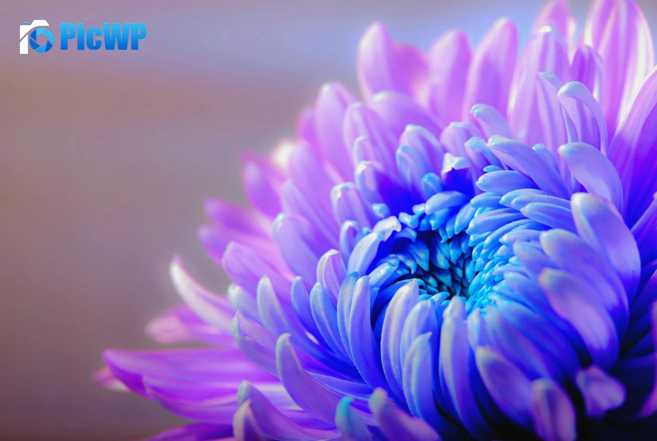 Purple Flower Chrysanthemum 4K PC Wallpaper