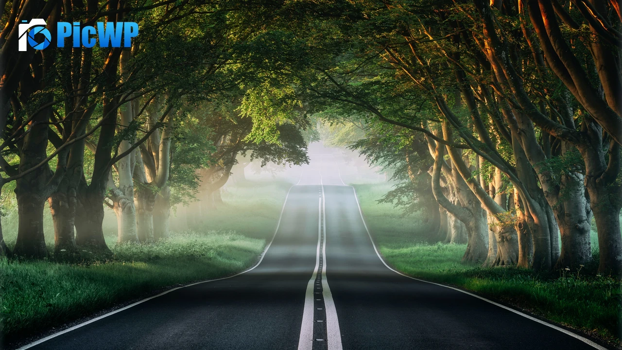 Forest Road 4K PC Wallpaper
