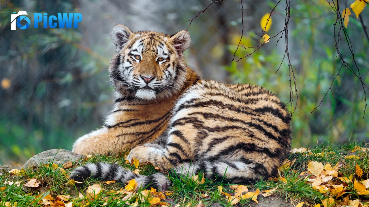 Young tigress Carnivore 4K PC Wallpaper