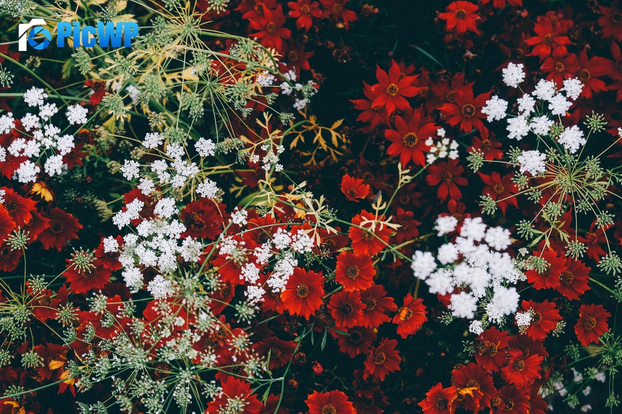 Red flowers White flowers 3K PC Wallpaper