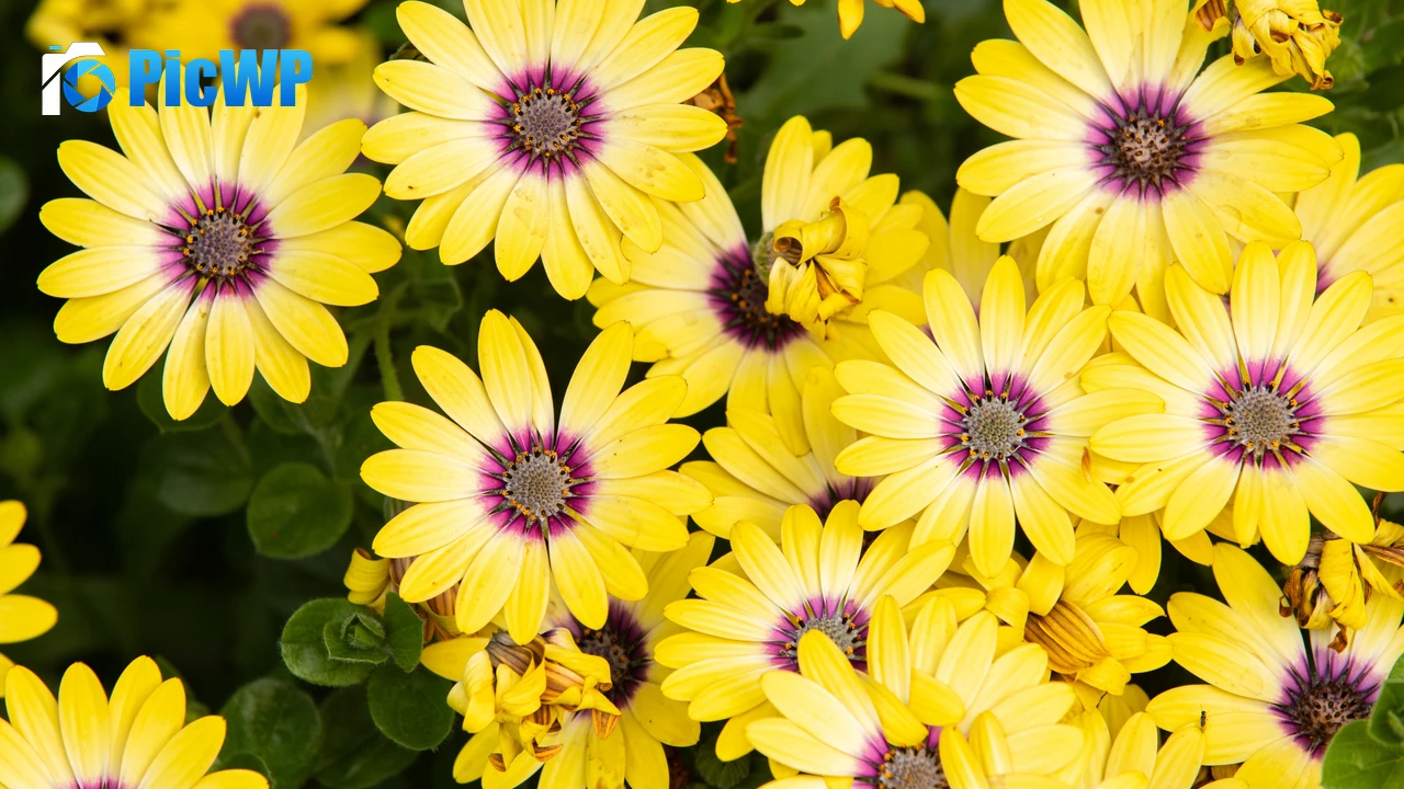 Daisies Yellow flowers 4K PC Wallpaper