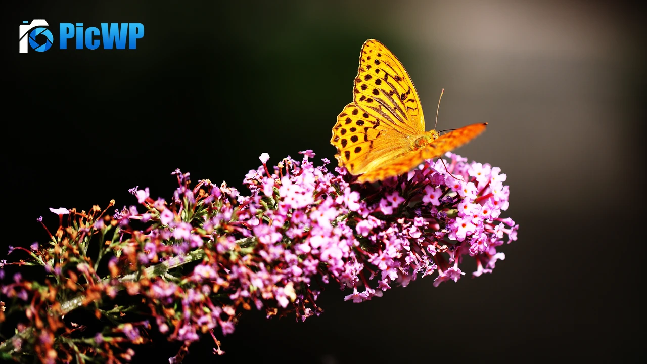 Fritillaries Butterfly 4K PC Wallpaper