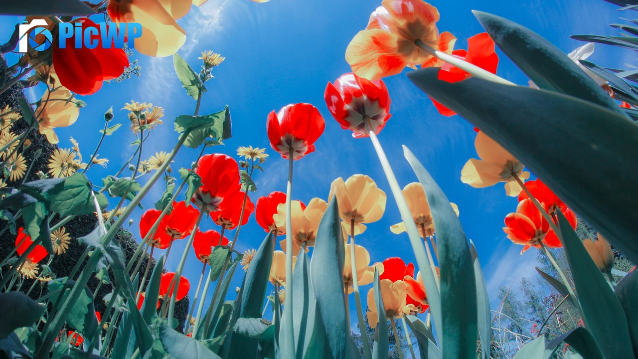Tulips Flower garden 4K PC Wallpaper