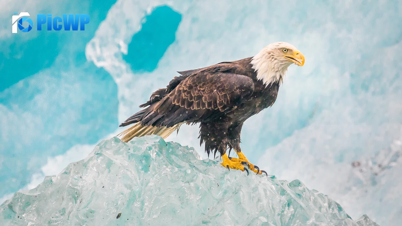 Eagle Iceberg 4K PC Wallpaper