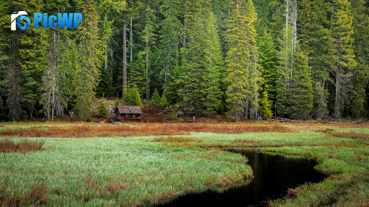 Timothy Lake Forest 4K PC Wallpaper