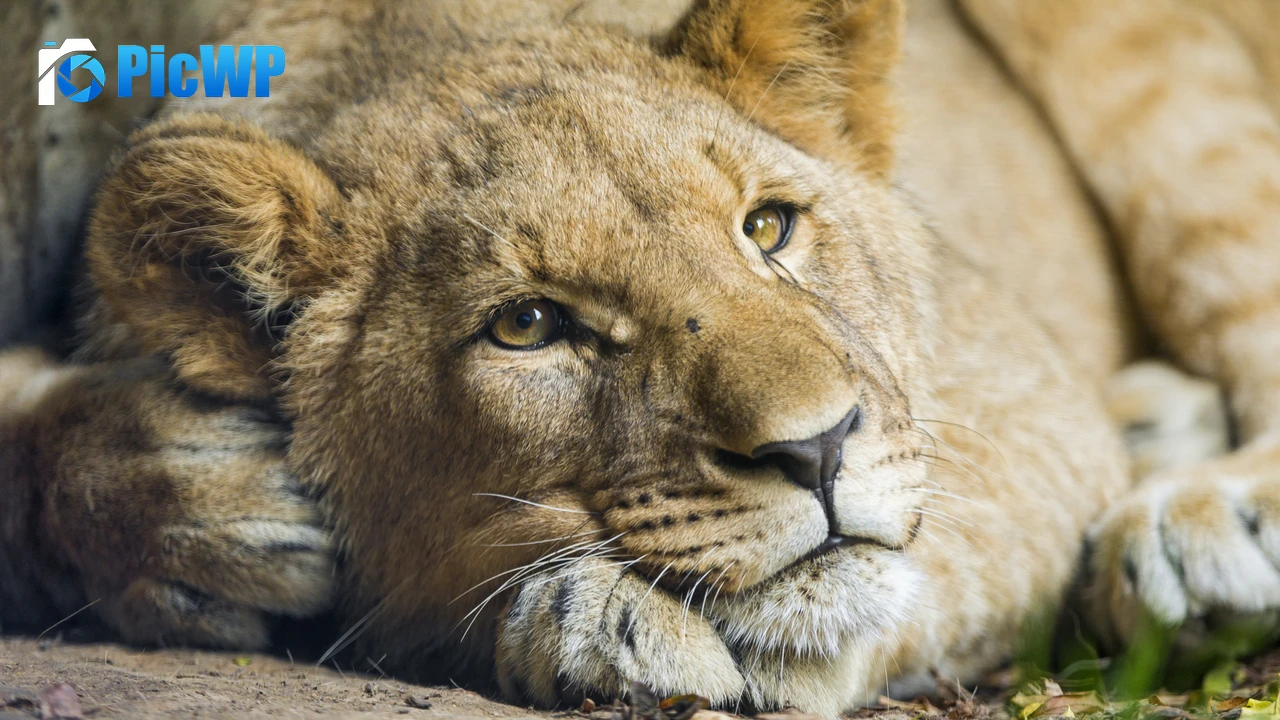 African Lion Cub 4K PC Wallpaper