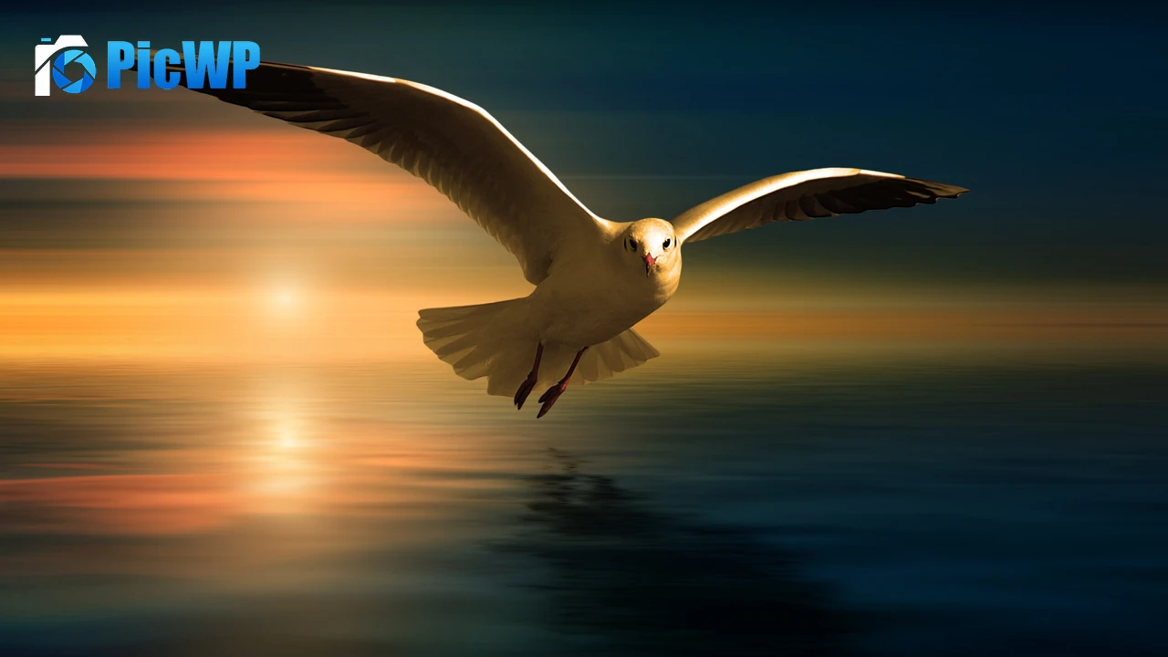 Seagull White Birds 4K PC Wallpaper