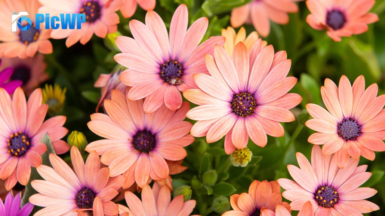 Pink Daisies Floral Background 4K PC Wallpaper