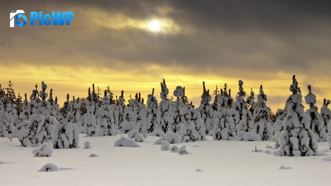 Snowy Trees Landscape 4K PC Wallpaper