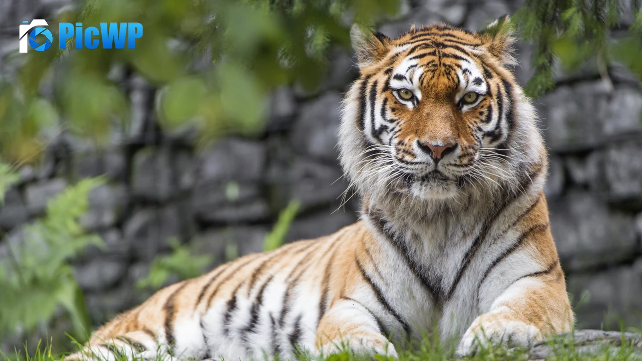 Siberian tiger Big cat 4K PC Wallpaper
