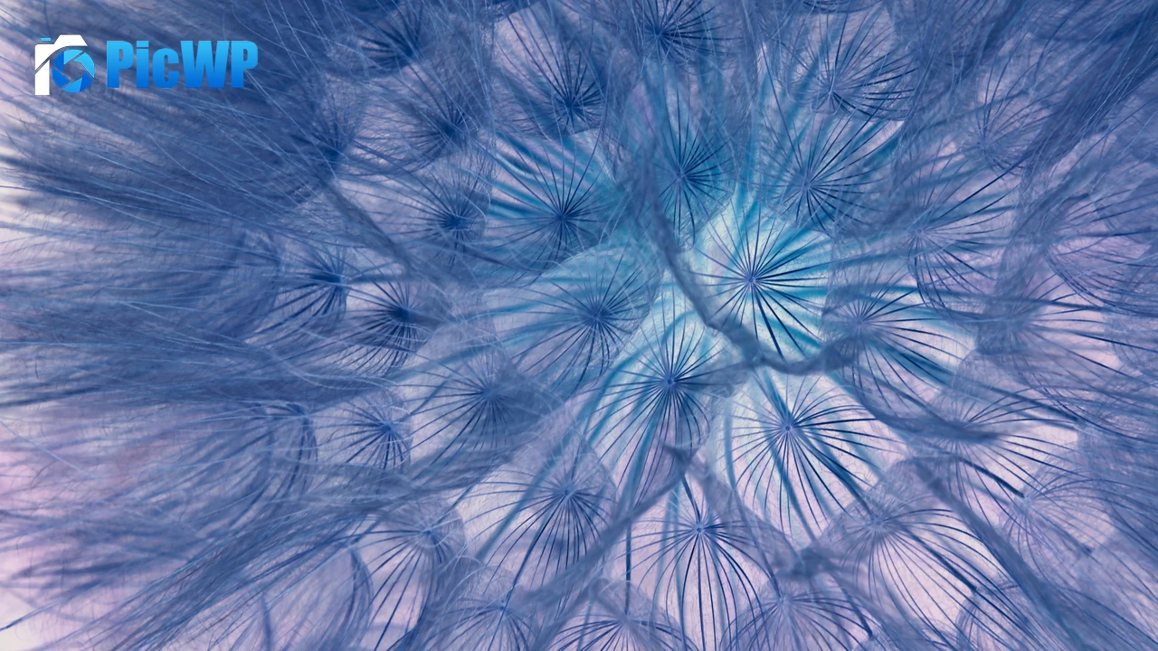 Dandelion flower Dandelion seeds 4K PC Wallpaper