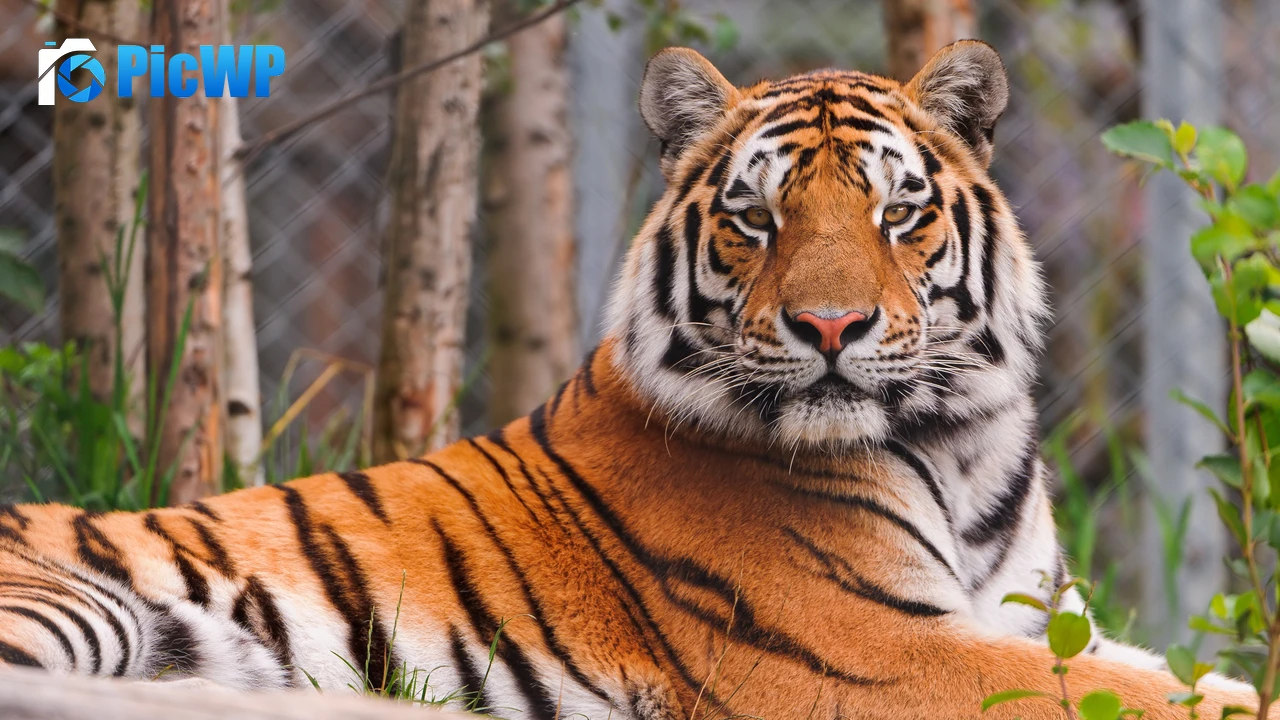 Staring Siberian tiger 4K PC Wallpaper