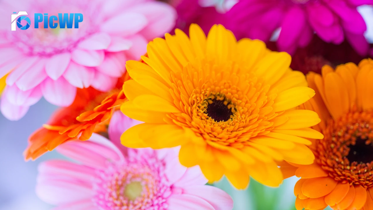 Gerbera Daisy Yellow flower 4K PC Wallpaper