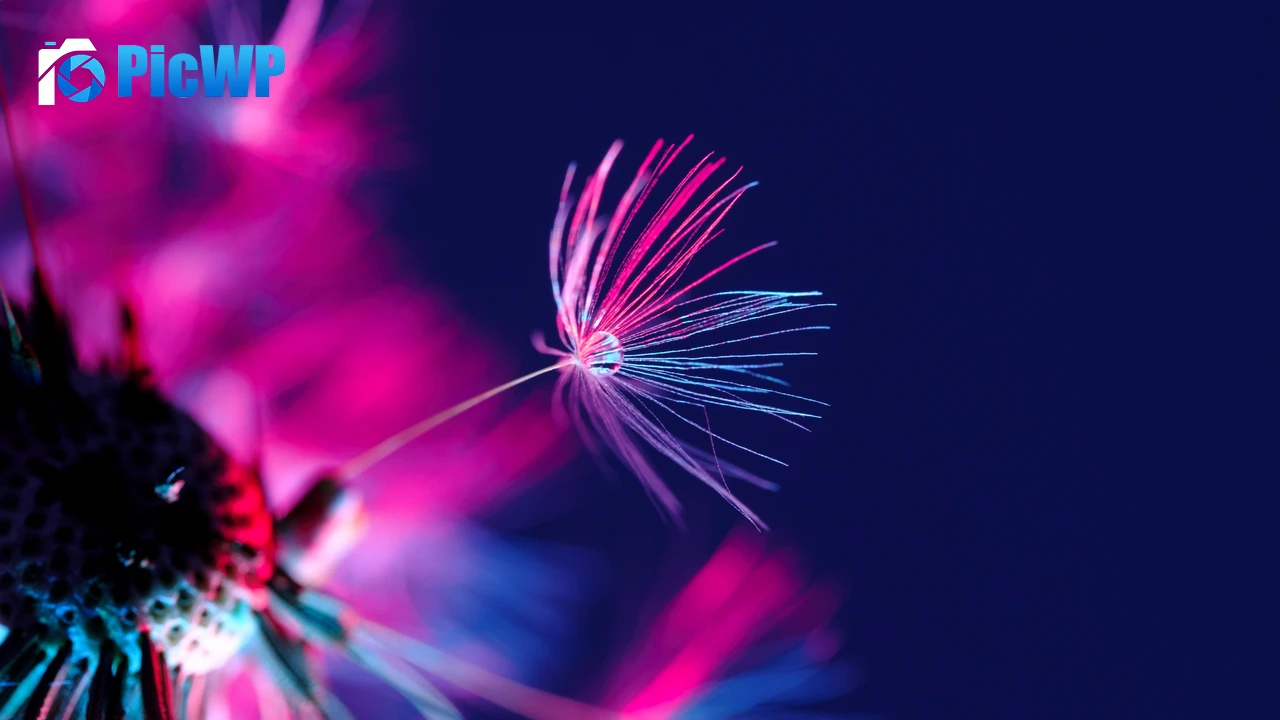 Dandelion seeds Dandelion flower 4K PC Wallpaper